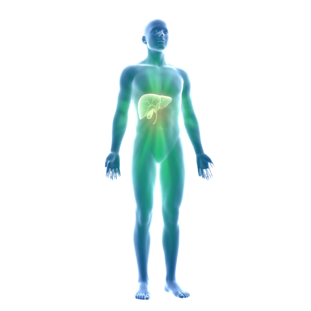 Illustration of a human body highlighting the liver's position in green glow
