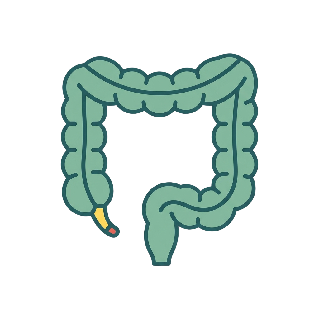 Illustration of the human digestive system focusing on the large and small intestines
