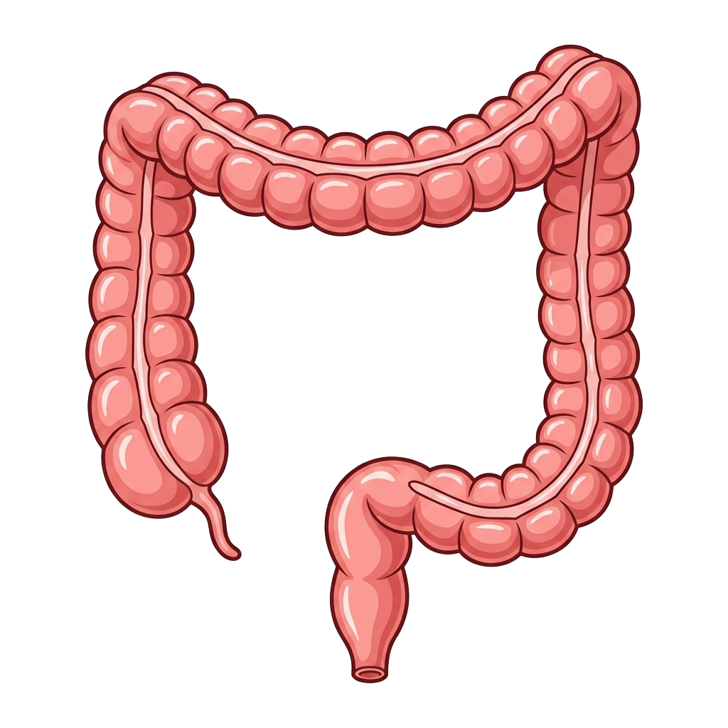 Illustration of the human large intestine with detailed folds and structure
