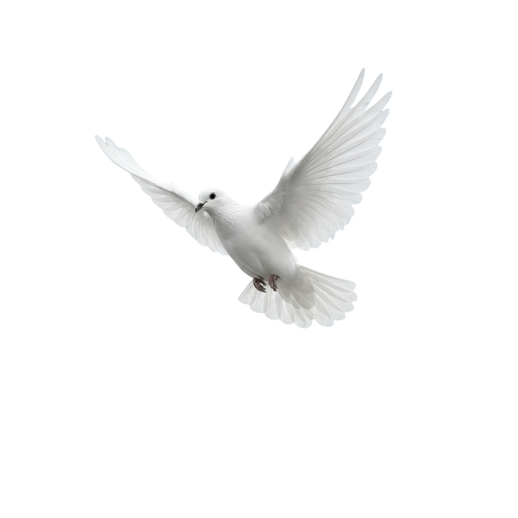 A white dove in mid-flight with wings spread wide against a black background