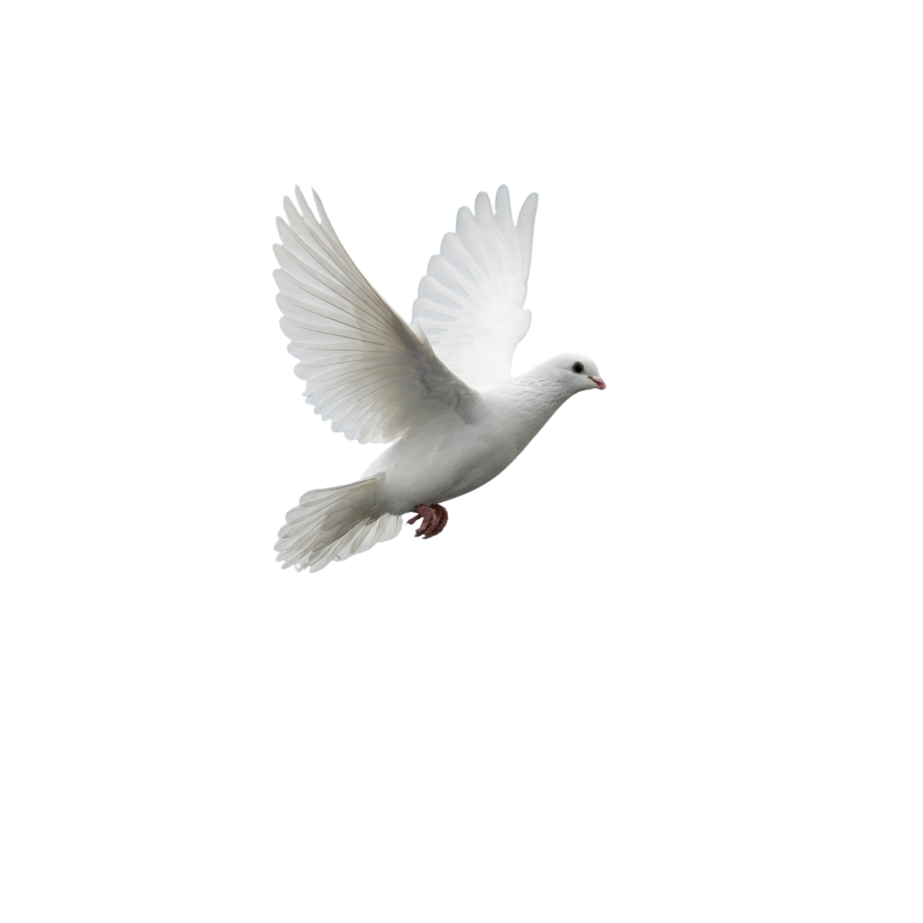 A white dove in mid-flight with wings spread wide against a black background