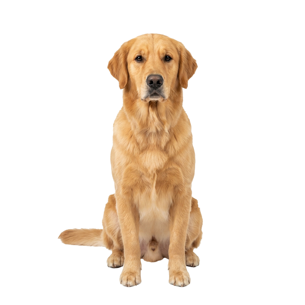 A light brown Golden Retriever sitting upright against a black background