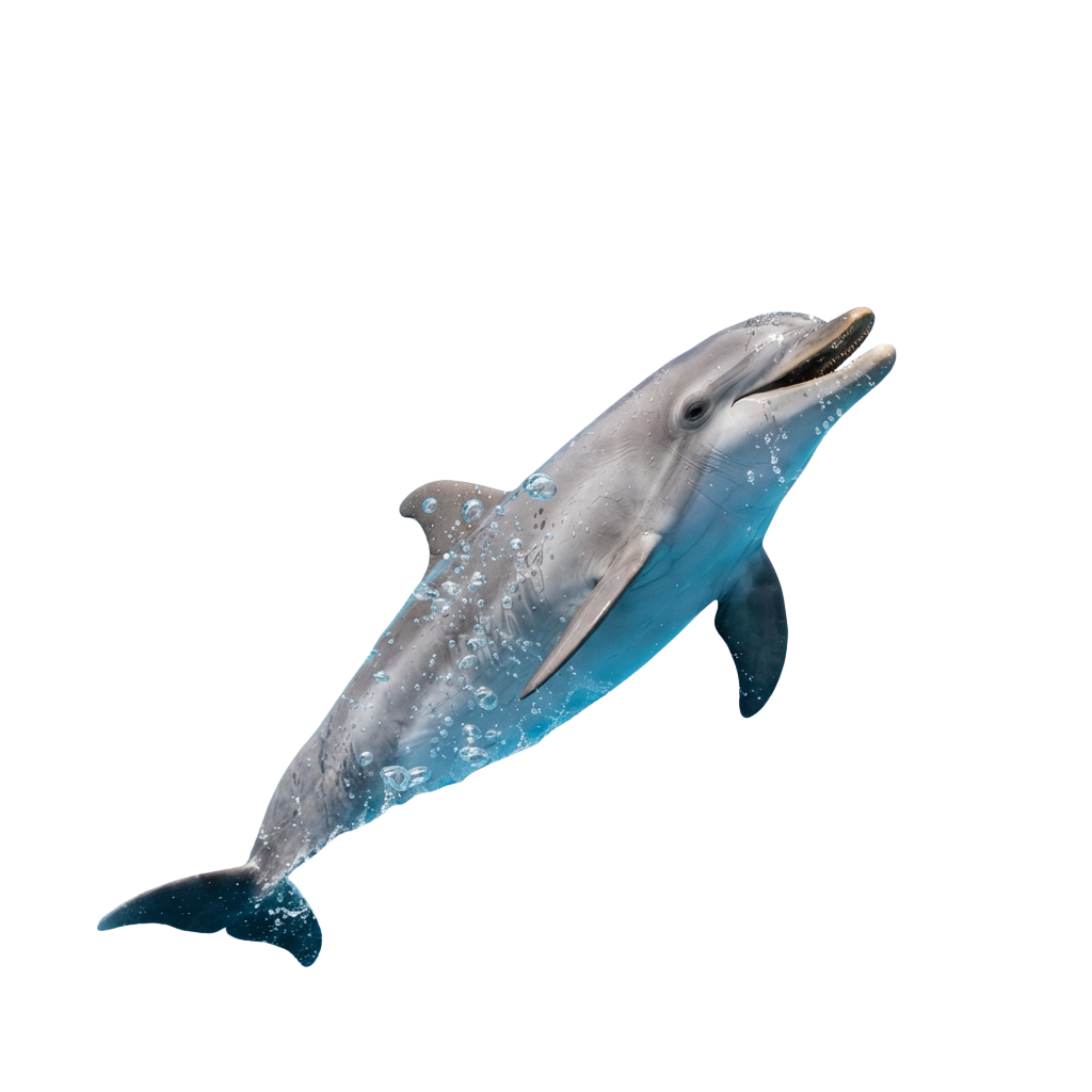 A dolphin swimming gracefully in water with bubbles around it