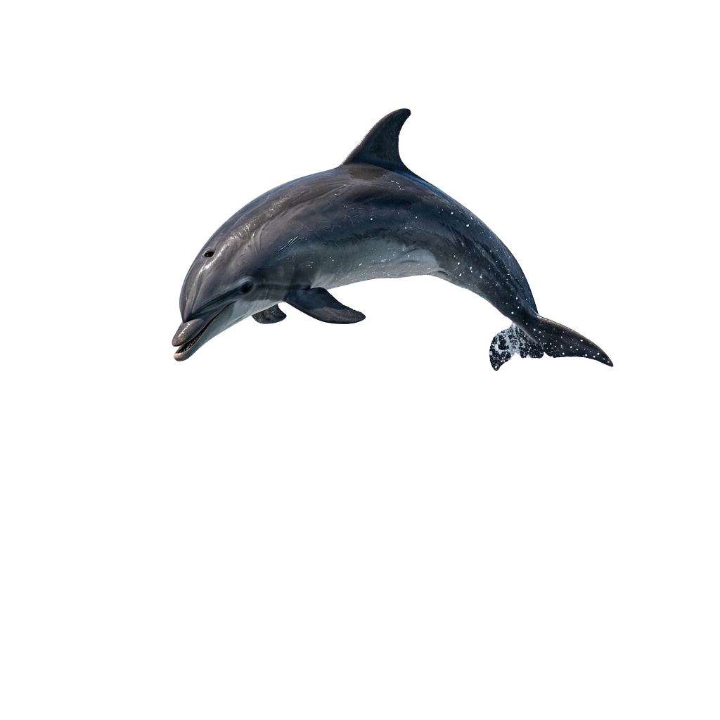 A dolphin leaping out of the water with a splash