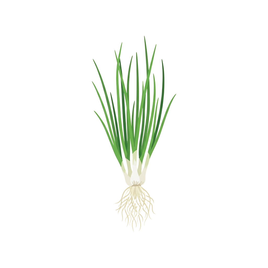 Illustration of a fresh green onion with white roots and root hairs