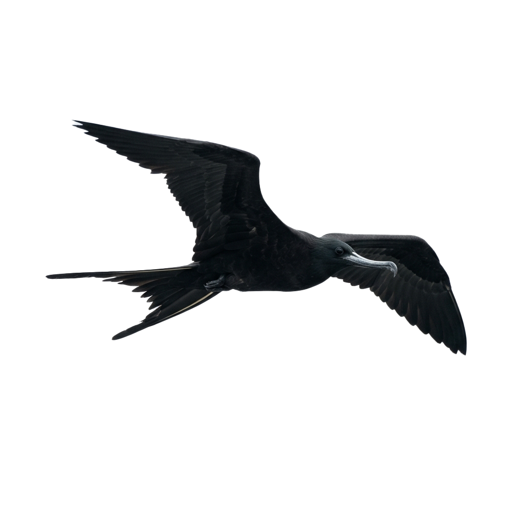 A bird captured mid-flight with wings spread wide against a dark backdrop