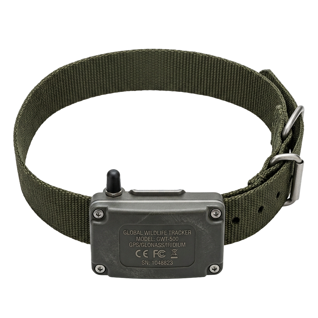 A GPS wildlife tracker device attached to a green fabric collar with a metal buckle.