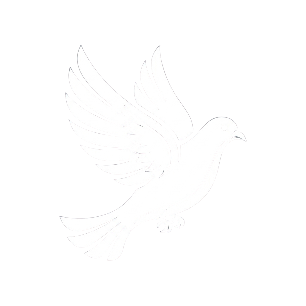 A white dove in flight against a black background