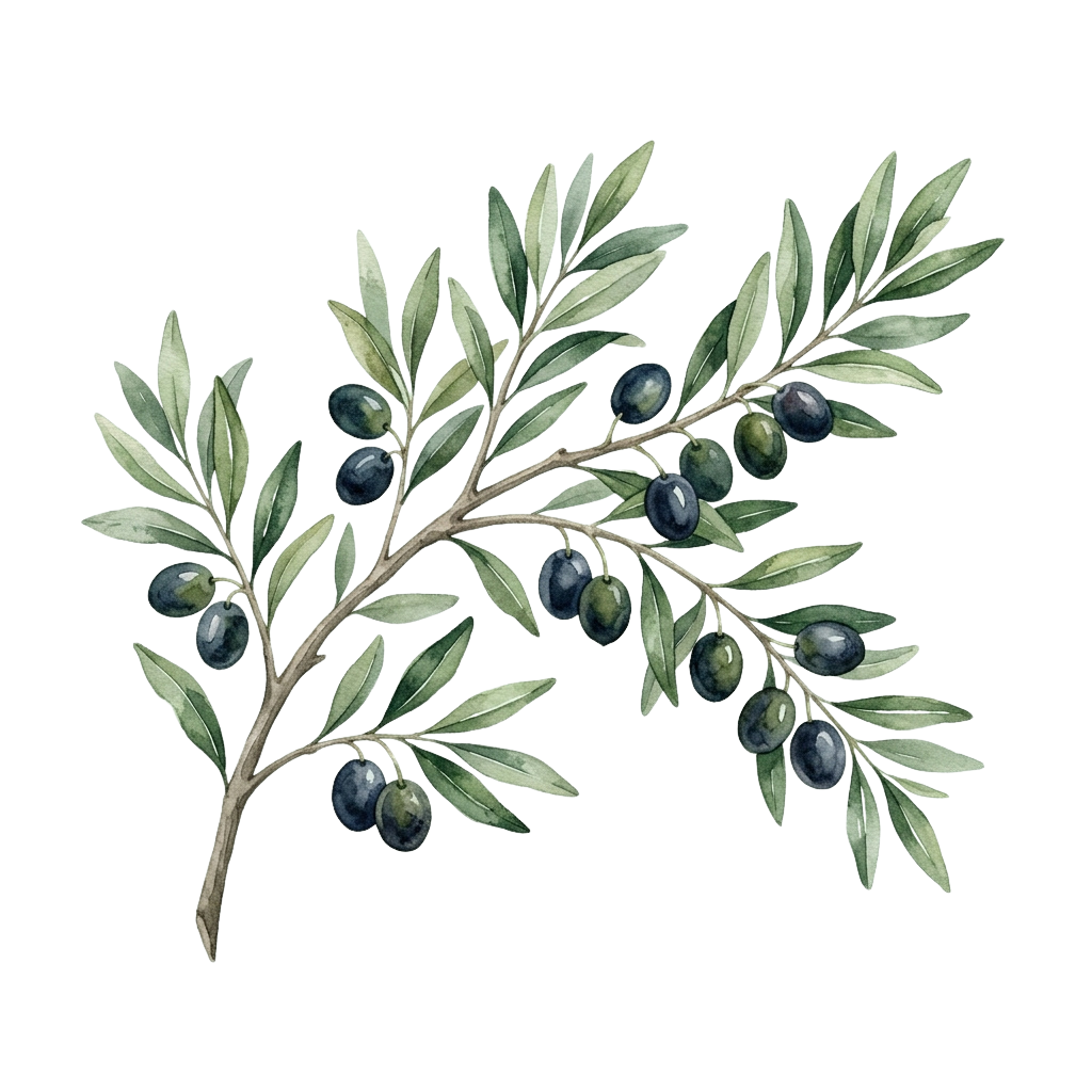 Illustration of an olive branch with green leaves and dark purple olives