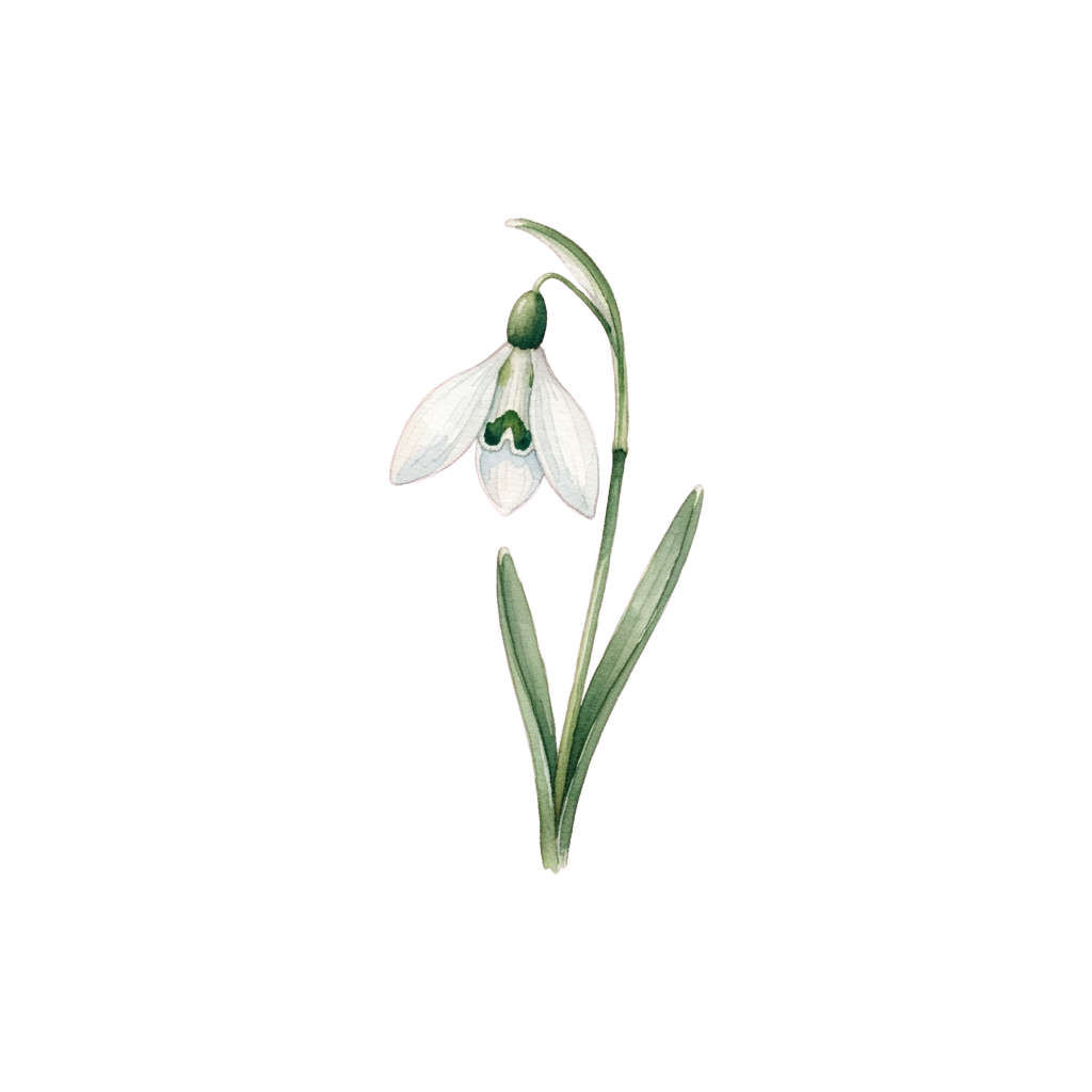 A single white snowdrop flower with green stem and leaves on a black background