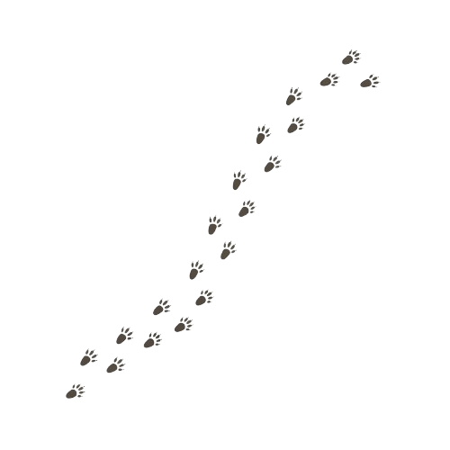 Series of white paw prints arranged diagonally on a black background