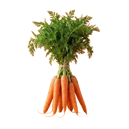 A bunch of fresh orange carrots with green leafy tops tied together against a black background
