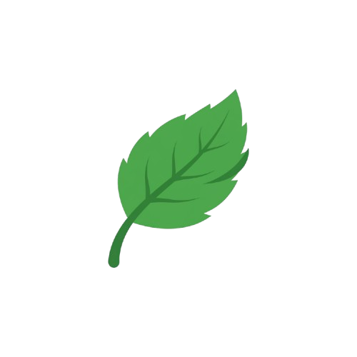 A single green leaf with a serrated edge and a pointed tip on a black background