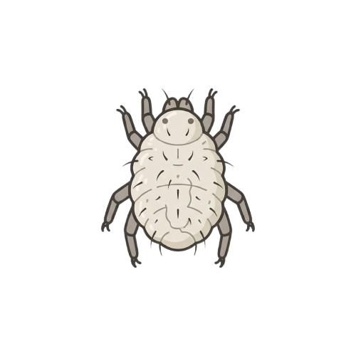 White armored pill bug with segmented body and multiple legs facing forward