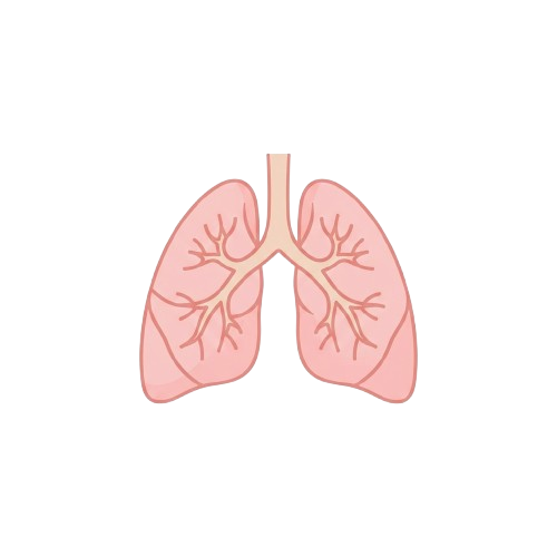 Illustration of two human lungs showing bronchial tree branching inside