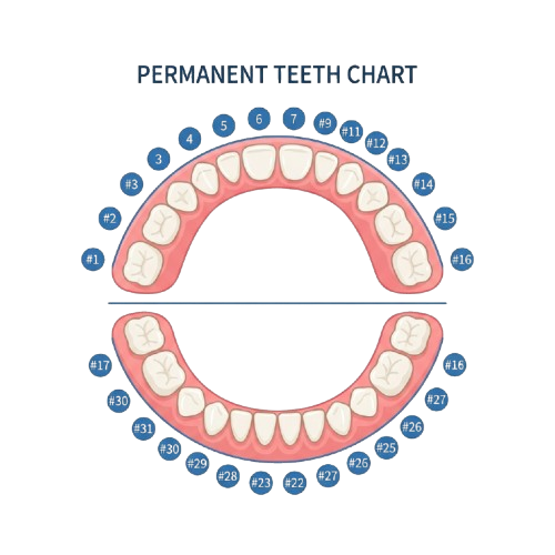 Illustration of a permanent teeth chart showing upper and lower adult teeth arrangement