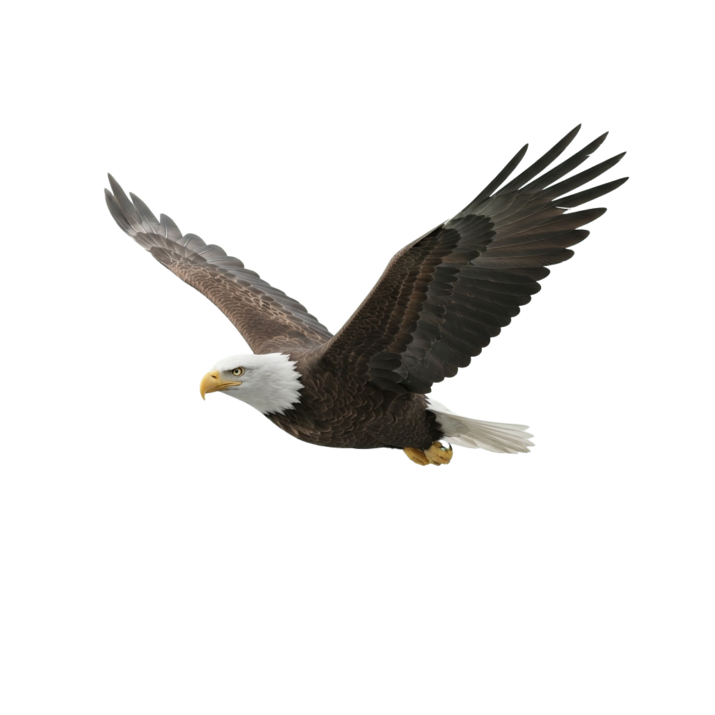 A bald eagle with white head and tail, brown body, and yellow beak flying with wings spread wide