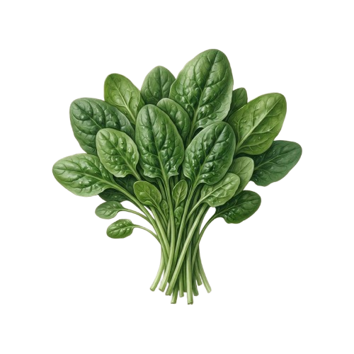 A bundle of fresh green spinach leaves with visible veins and serrated edges