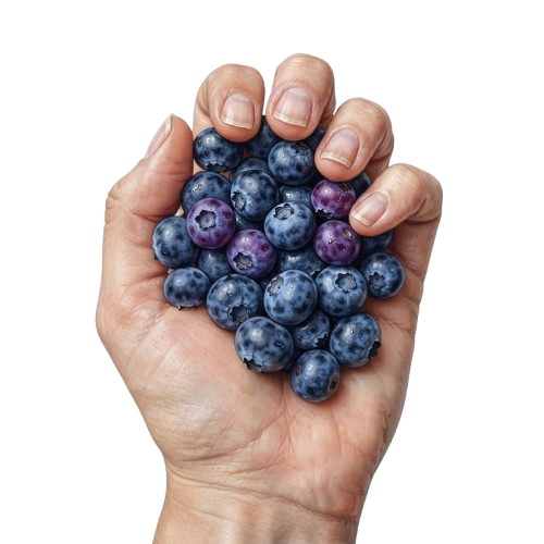 A hand holding a cluster of fresh blueberries