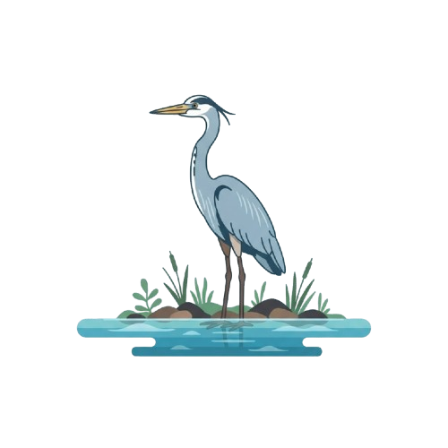 A blue heron standing on one leg in shallow water with green plants and rocks around it