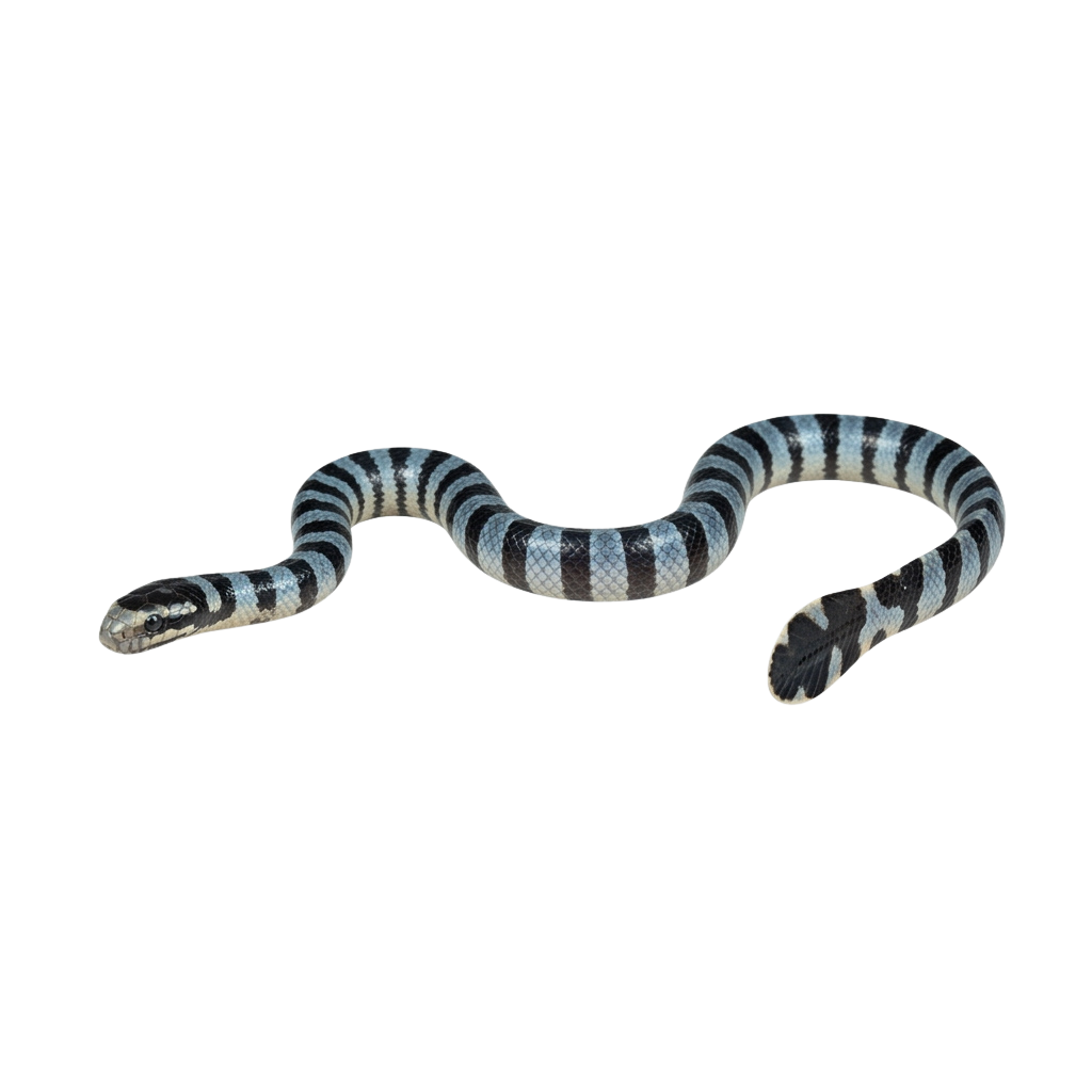 A black and white striped snake coiled on a dark background