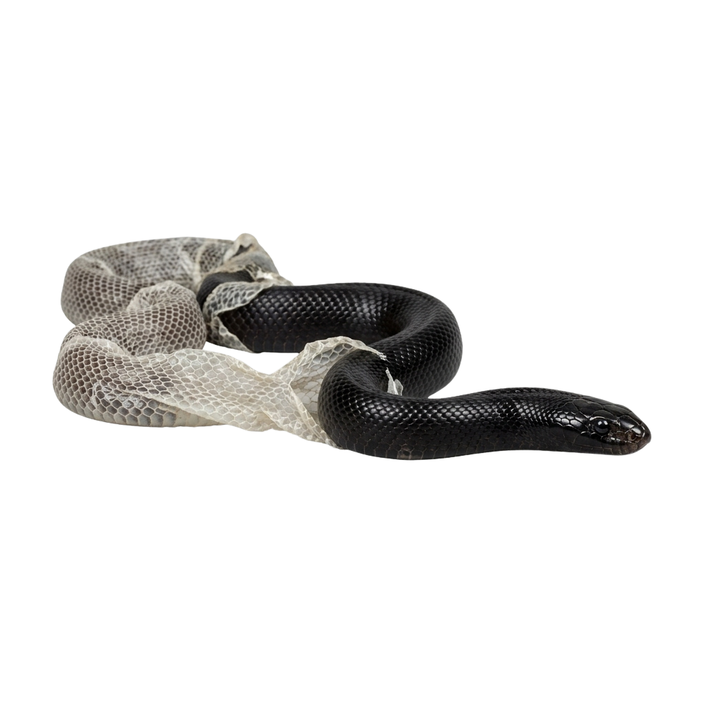 A black and white ball python snake coiled on a black background