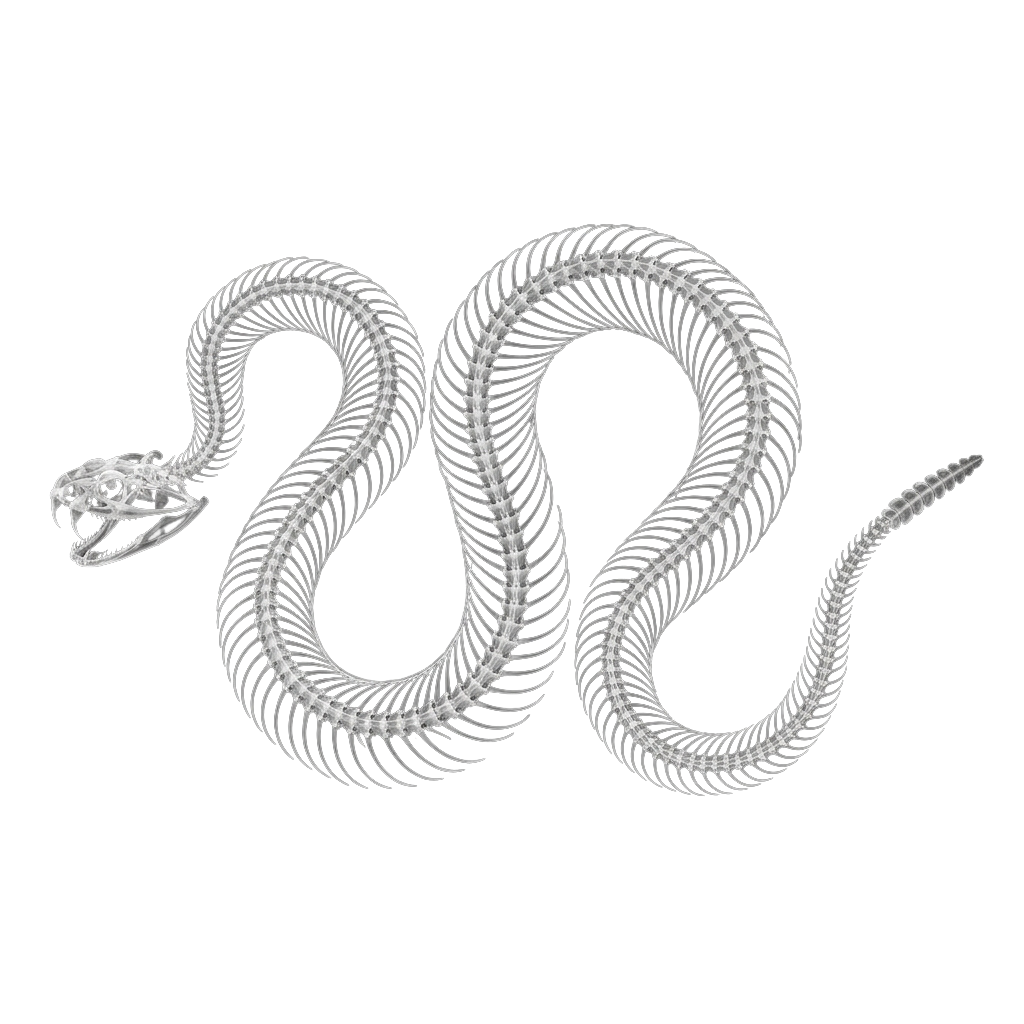 Black and white skeletal diagram of a coiled snake with detailed spine and rib structure