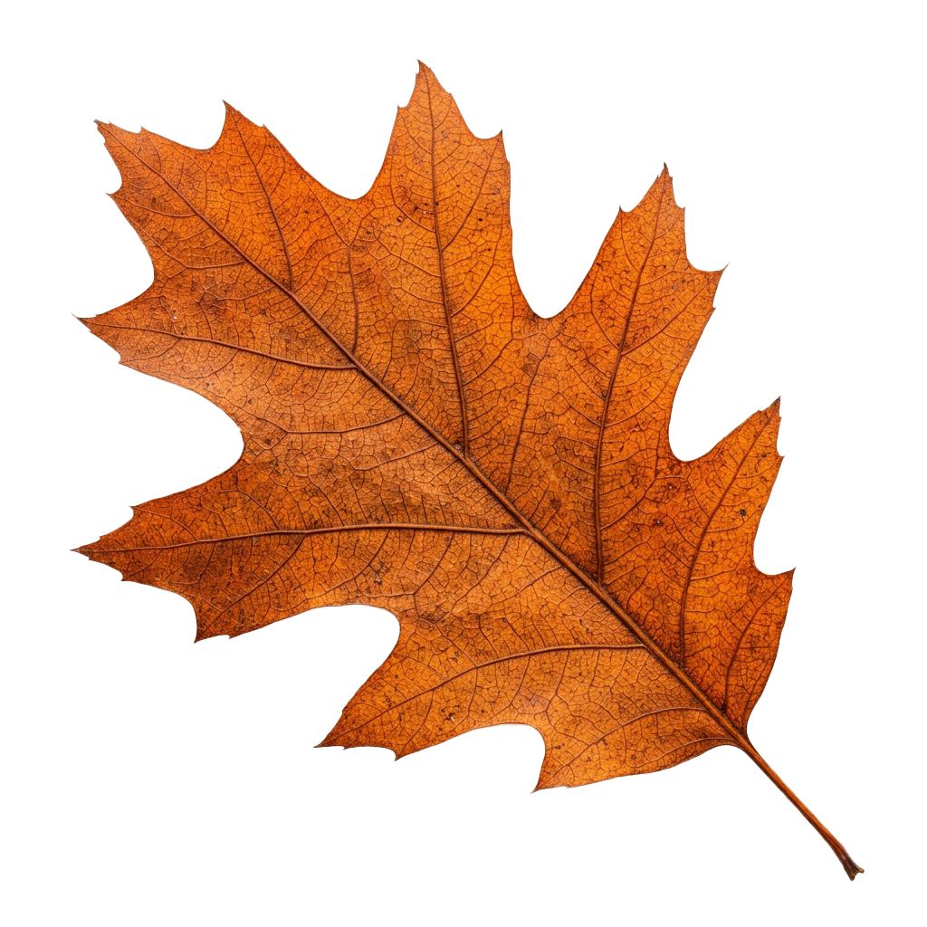 A single orange-brown autumn maple leaf with detailed veins against a black background
