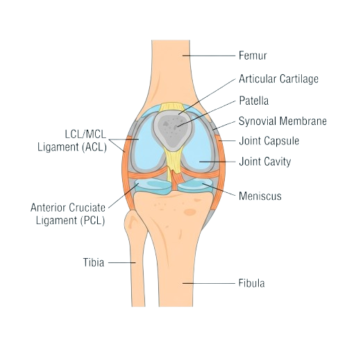 Diagram of a human knee joint showing labeled parts like femur, tibia, ligaments, and cartilage