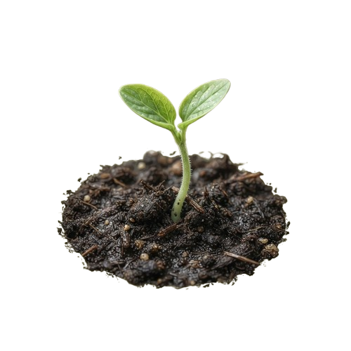 A small green seedling with two leaves growing from dark soil in a round pot