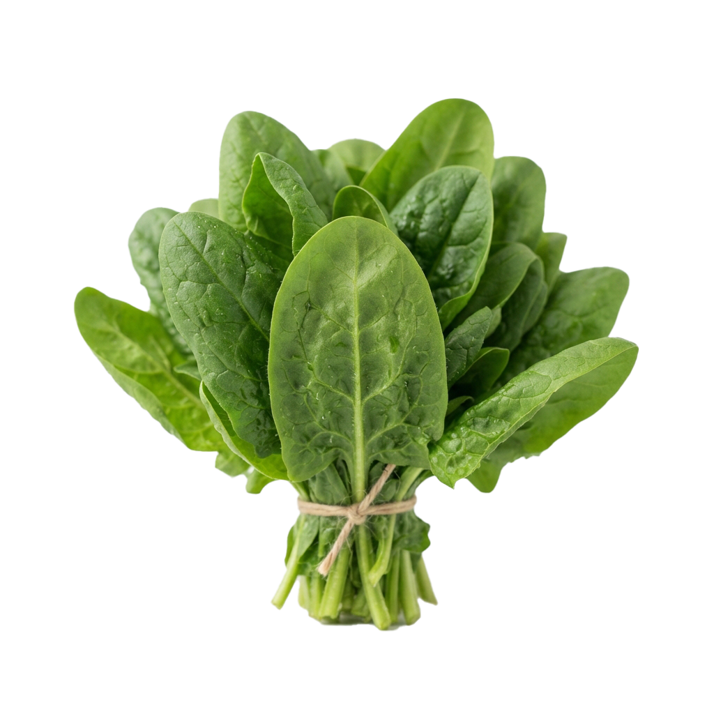 Bundle of fresh green spinach leaves tied with a string against a black background