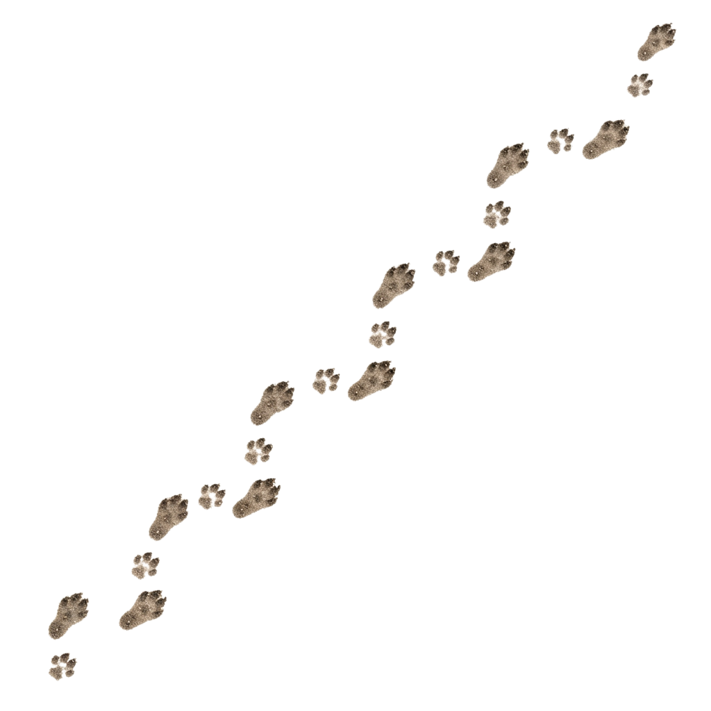A sequence of abstract footprints arranged in a curved line on a black background