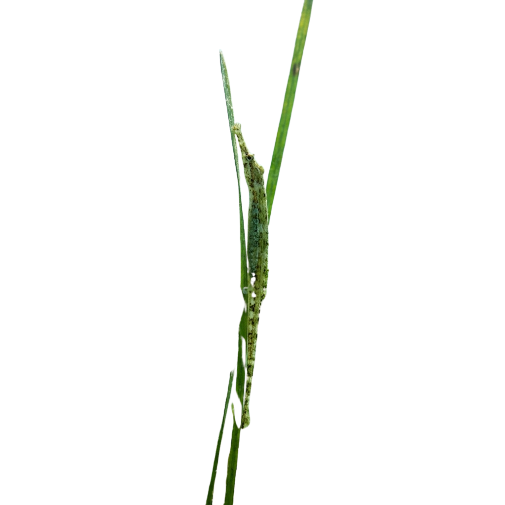 A close-up image of a grass stem showing brown spots, discoloration, and damage near the leaf junction.