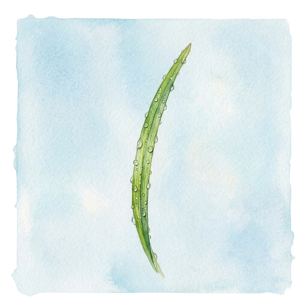 A single green leaf with water droplets along its edges on a light blue background