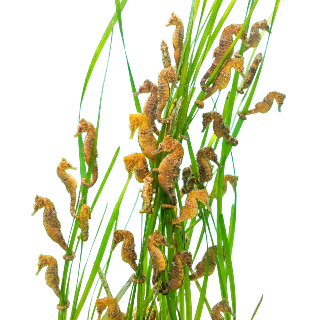 Multiple seahorses gripping onto green seagrass stems against a dark background