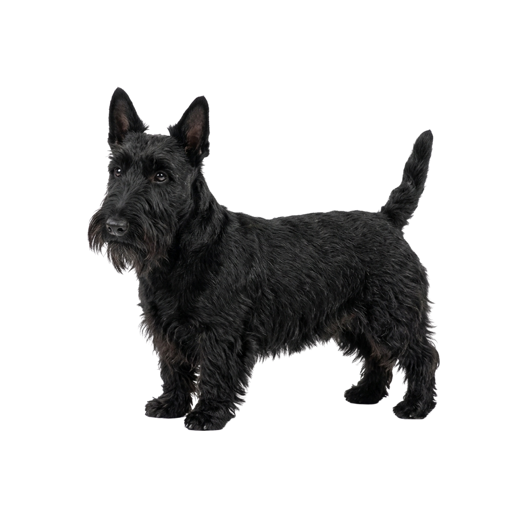 A black Scottish Terrier dog standing upright against a black background