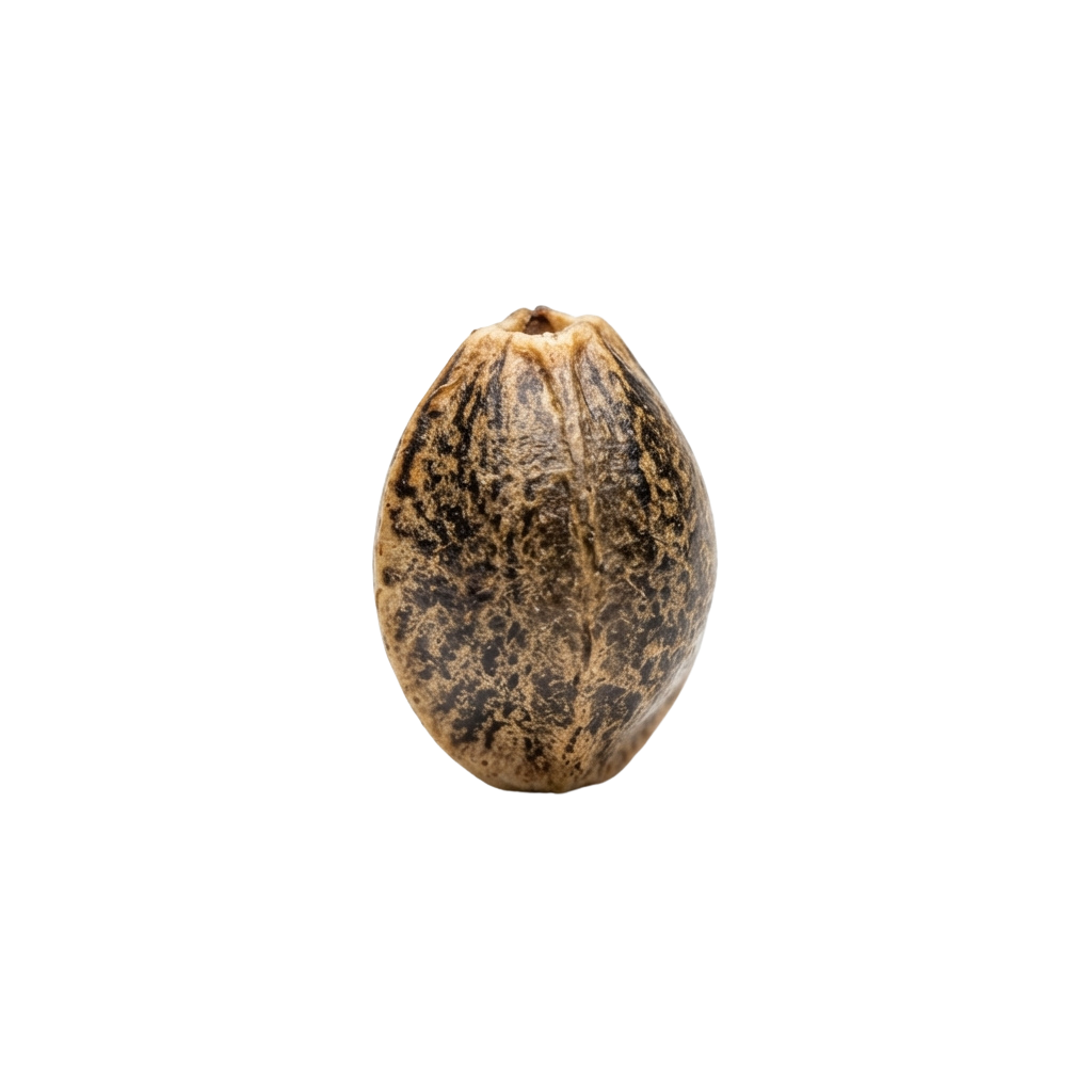 Close-up of a small dried seed or nut with a textured, mottled surface