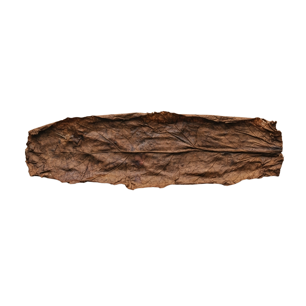 A dried, brown leather strip with visible creases and natural texture against a black background