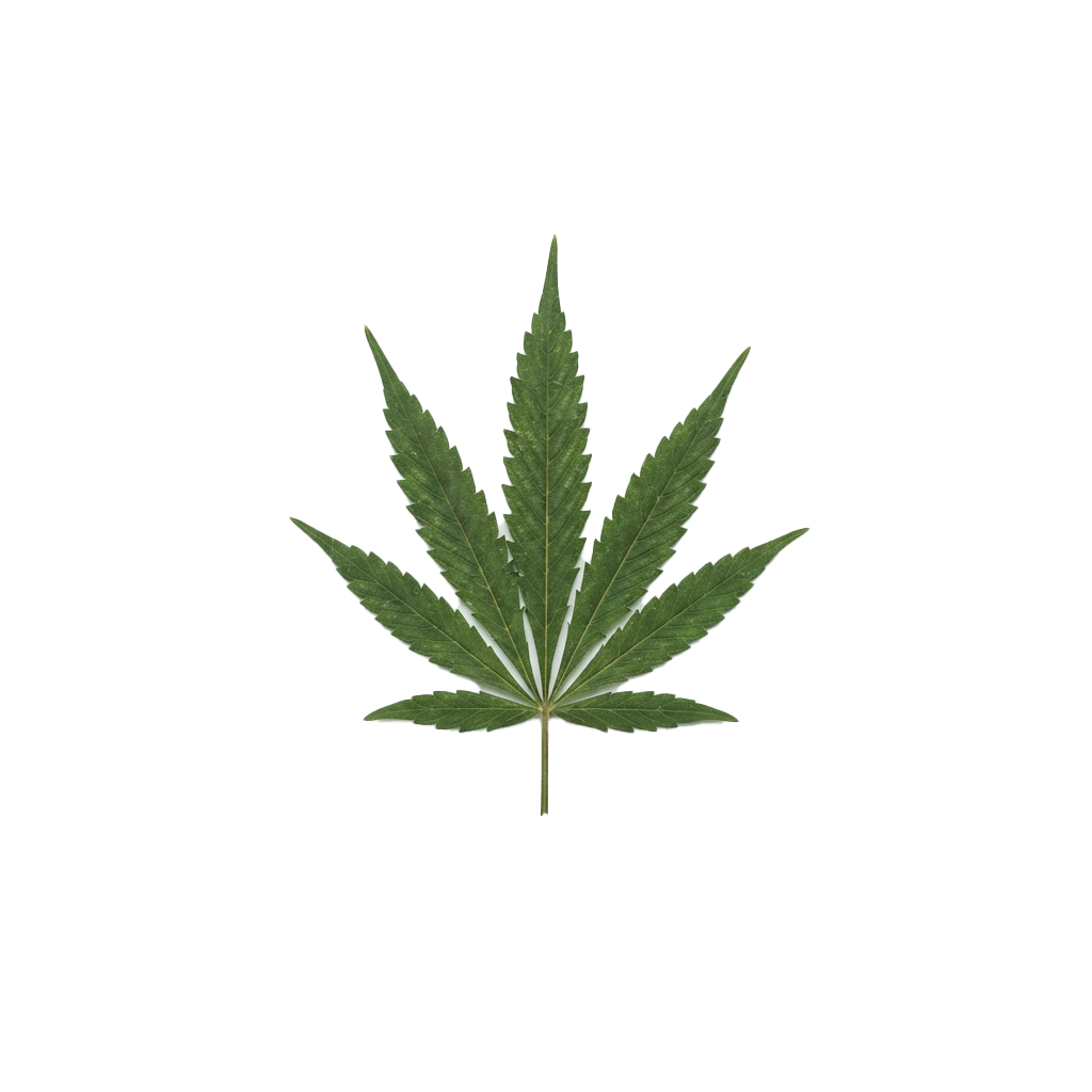 Single green cannabis leaf with serrated edges on a black background