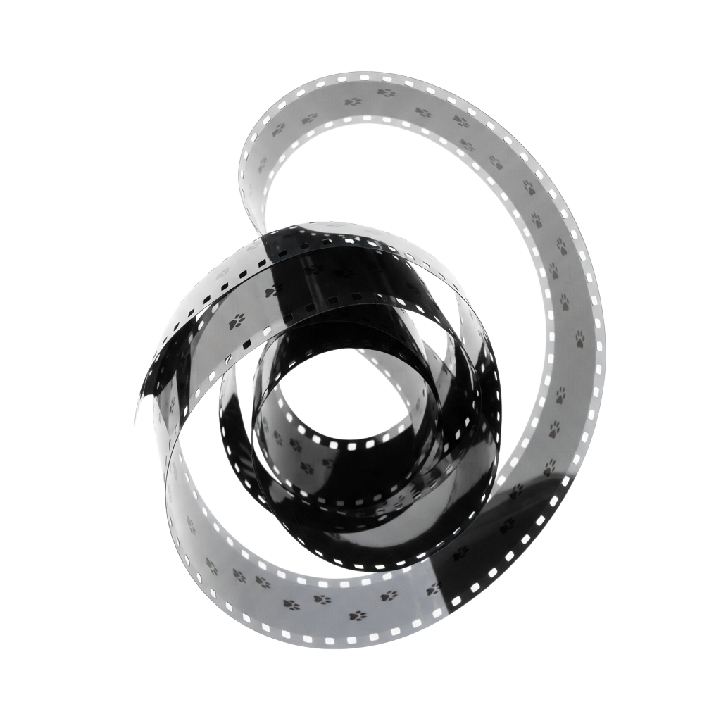A 3D rendered roll of photographic film with paw print perforations visible on the edges