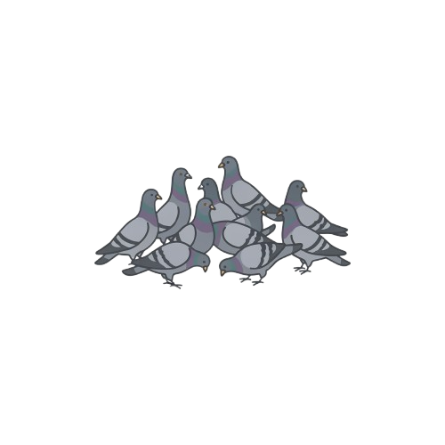Five grey racing pigeons standing closely together against a black background