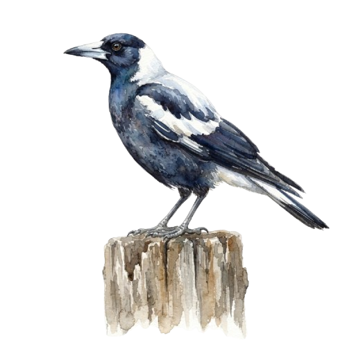 A black and white crow standing on a tree stump against a dark background