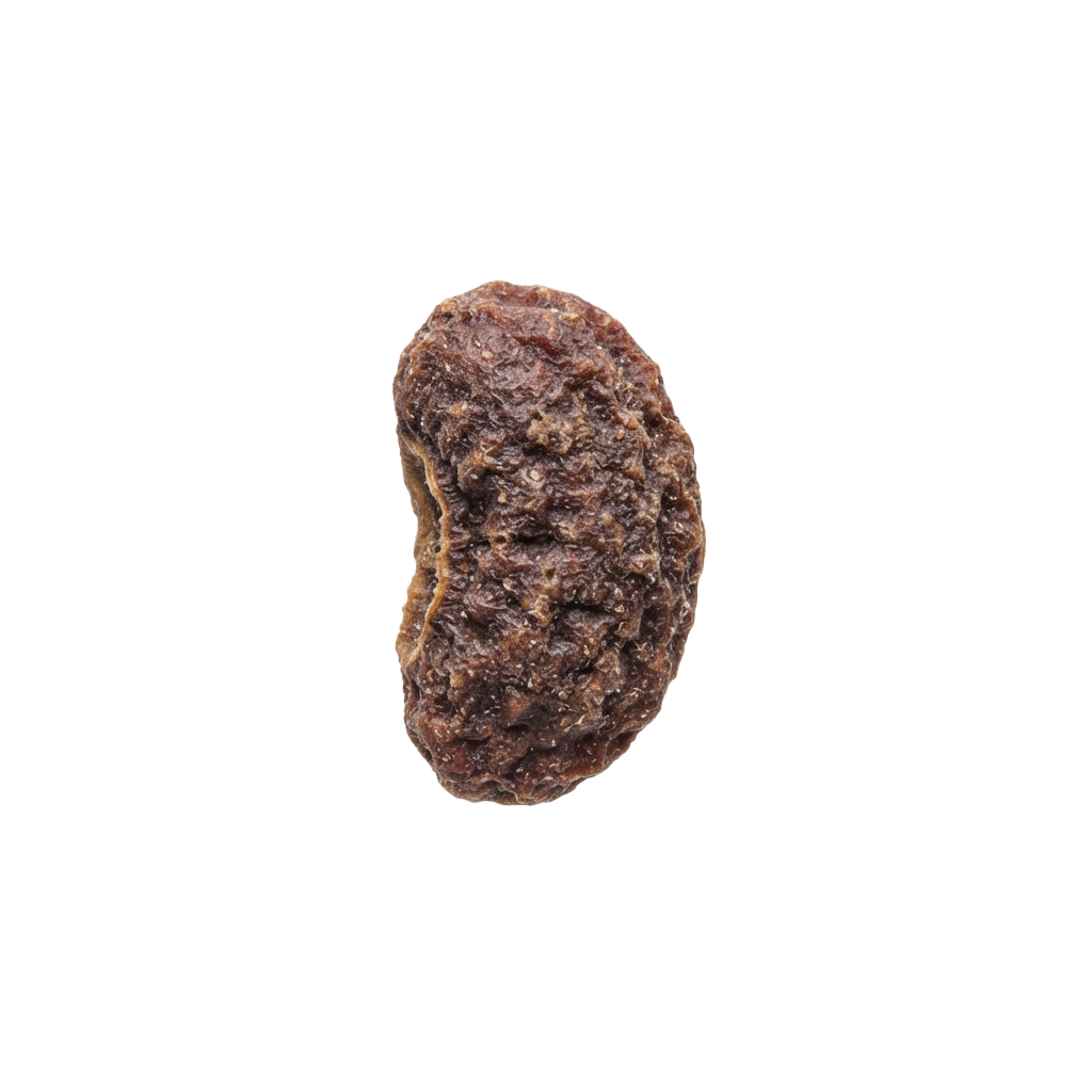 Close-up of a single brown dried kidney bean with rough texture