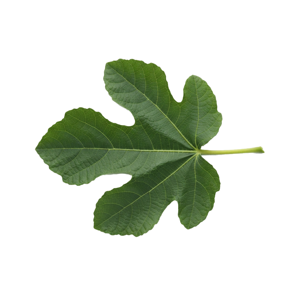 A single green fig leaf with five lobes and a central stem against a black background