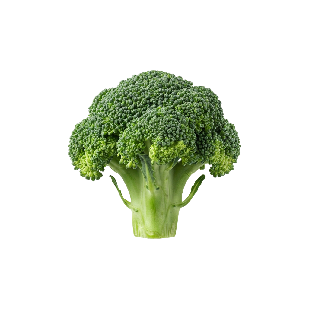 A close-up image of a single fresh green broccoli floret with a thick stem.