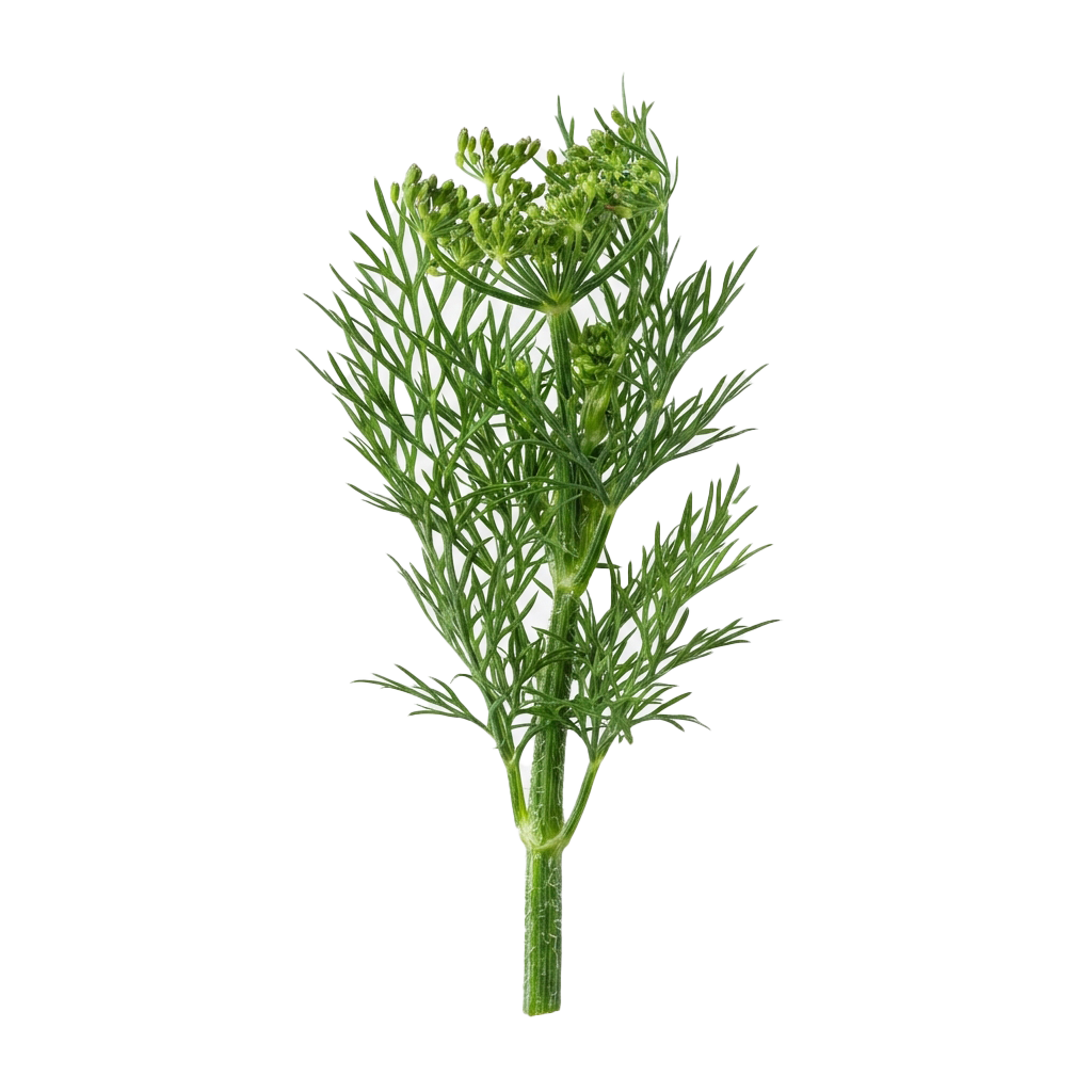 A close-up image of a fennel plant featuring lush green, feathery leaves and small flower clusters.