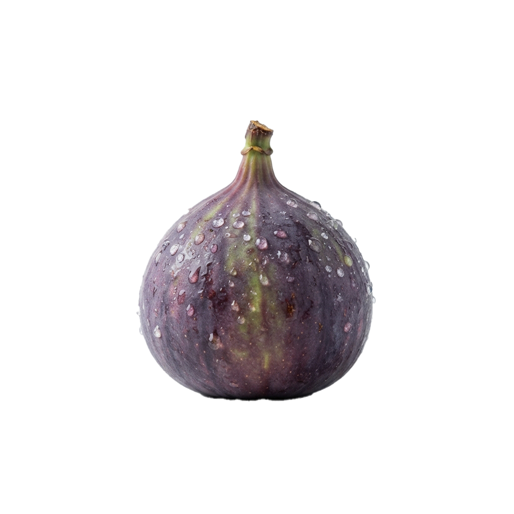 A close-up of a single fresh purple fig with water droplets on its skin