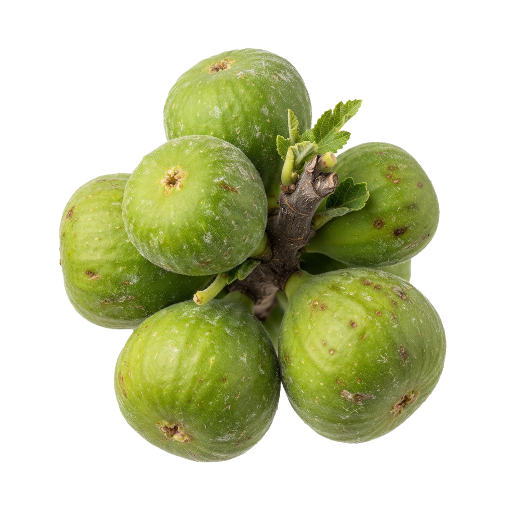 Cluster of five unripe green figs attached to a stem with small leaves