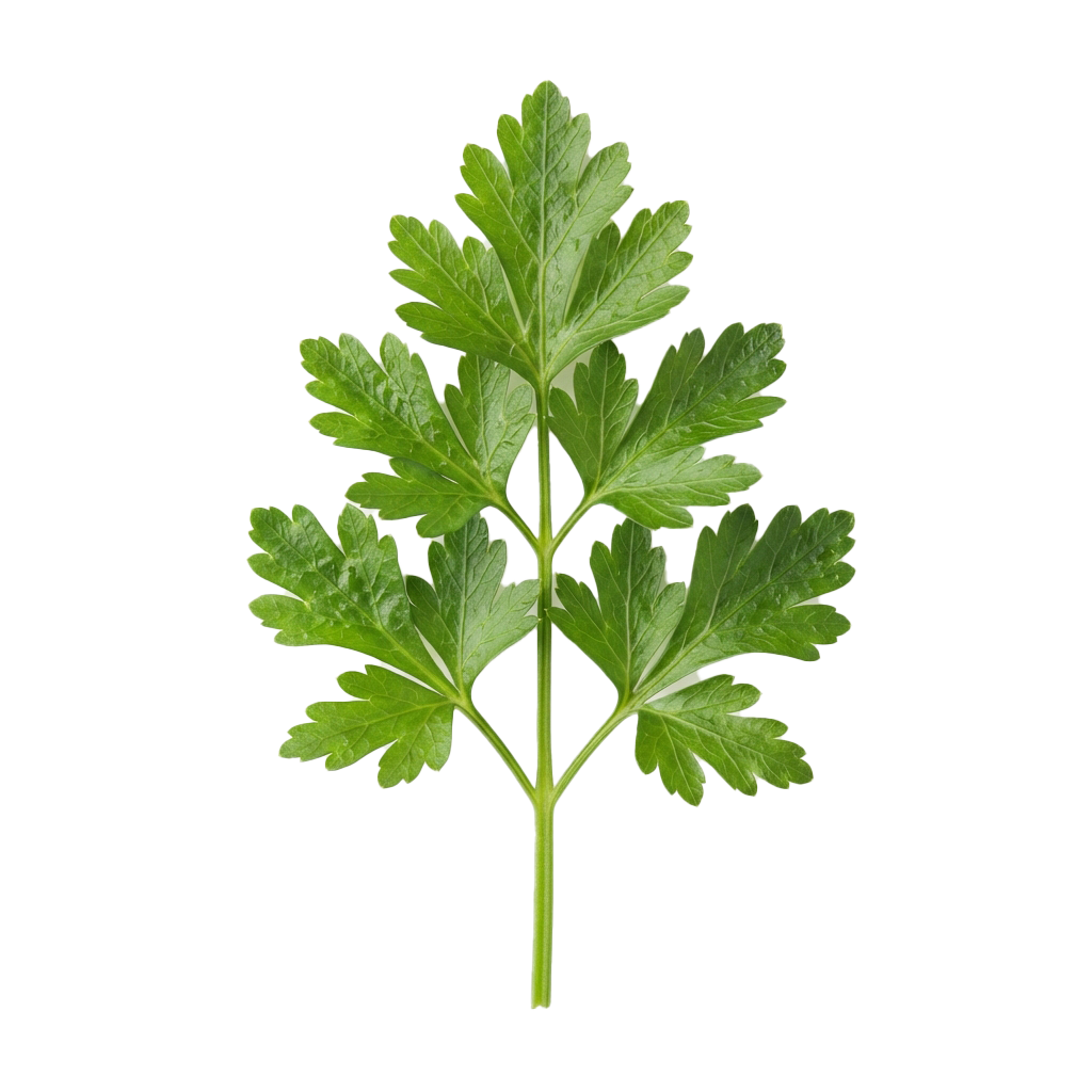 A close-up image of a fresh parsley leaf stem with multiple green leaves attached