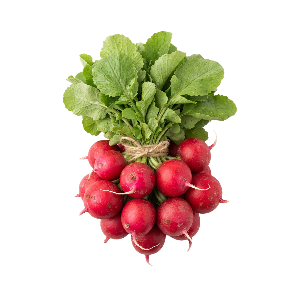 A bundle of fresh red radishes with green leafy tops tied together with twine